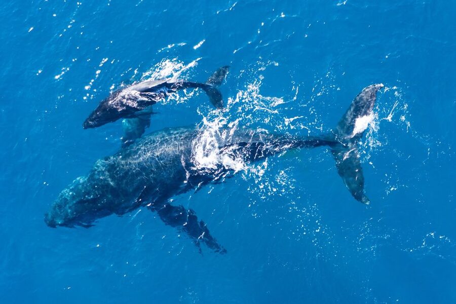 Lagos: Dolphins & Caves - Catamaran - What the $58 price really covers