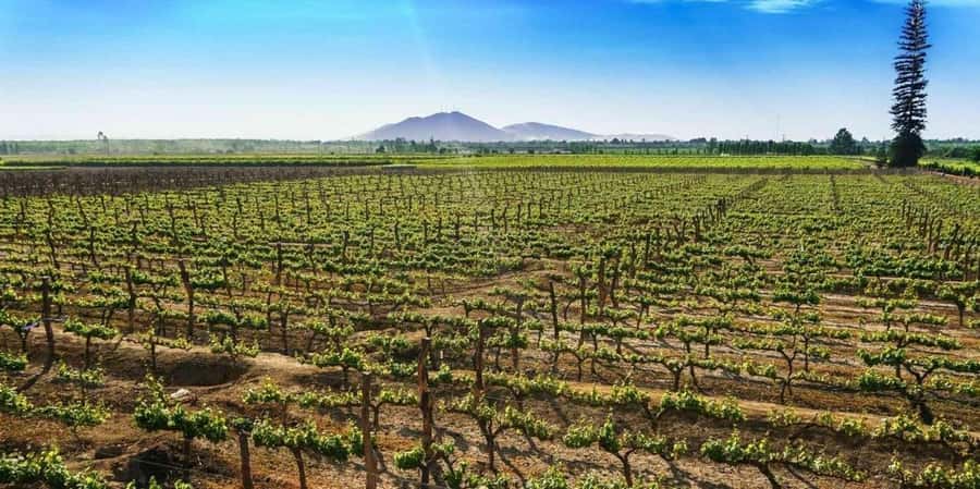 Lagos/Praia da Luz: Wine Tour, Tastings, Tapas, and Music - Portuguese music at the tasting table