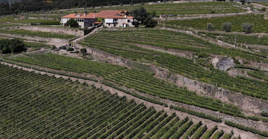 Lamego: Quinta da Portela de Baixo Winery Tour and Tasting - Vineyard Views From the Tasting Table