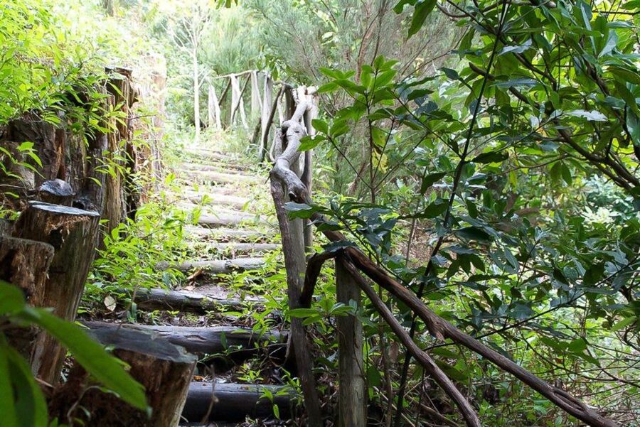 Levada Walk and Caldeirao Verde Waterfalls: Madeira - What $46 includes, and what it does not