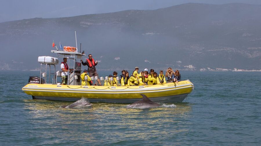 Lisbon: Arrábida Natural Park Dolphin Watching Boat Tour - Searching for dolphins in the marine reserve