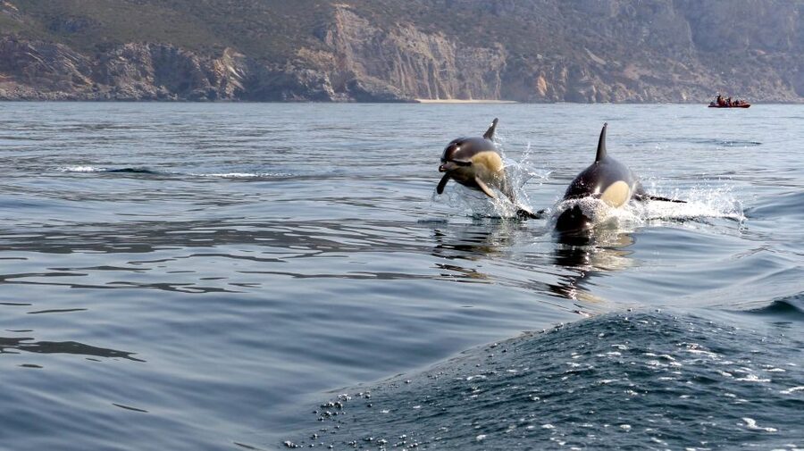 Lisbon: Arrábida Natural Park Dolphin Watching Boat Tour - Guides who add more than directions