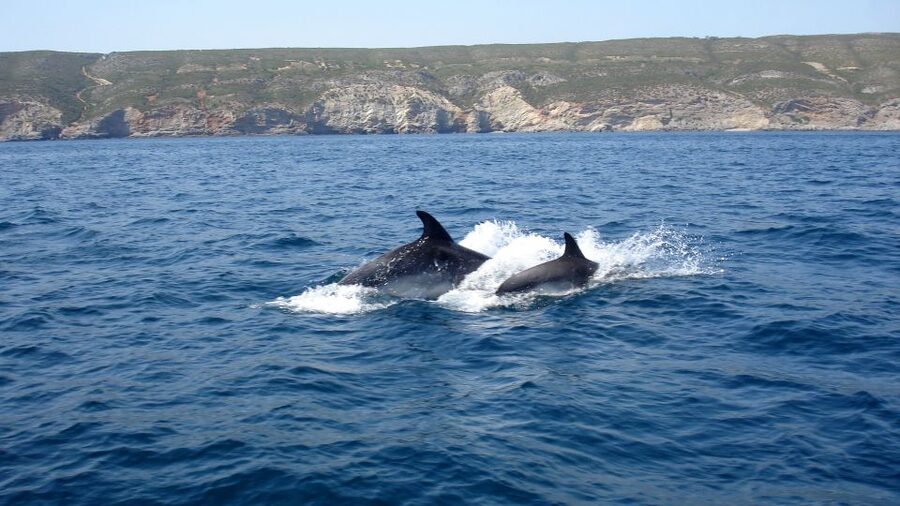 Lisbon: Arrábida Natural Park Dolphin Watching Boat Tour - Beaches, caves, and the sweet finish