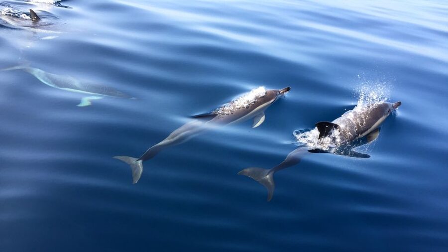 Lisbon: Arrábida Natural Park Dolphin Watching Boat Tour - What the $58 price really buys