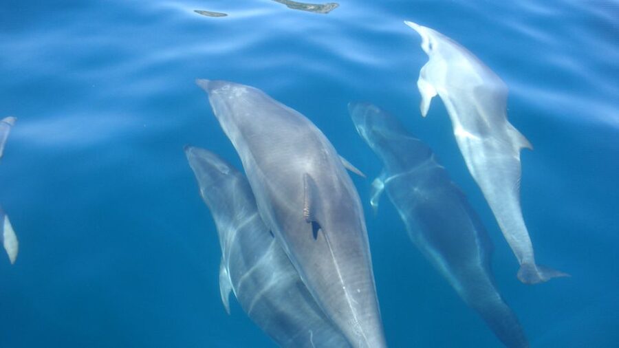 Lisbon: Arrábida Natural Park Dolphin Watching Boat Tour - Who will enjoy this trip most