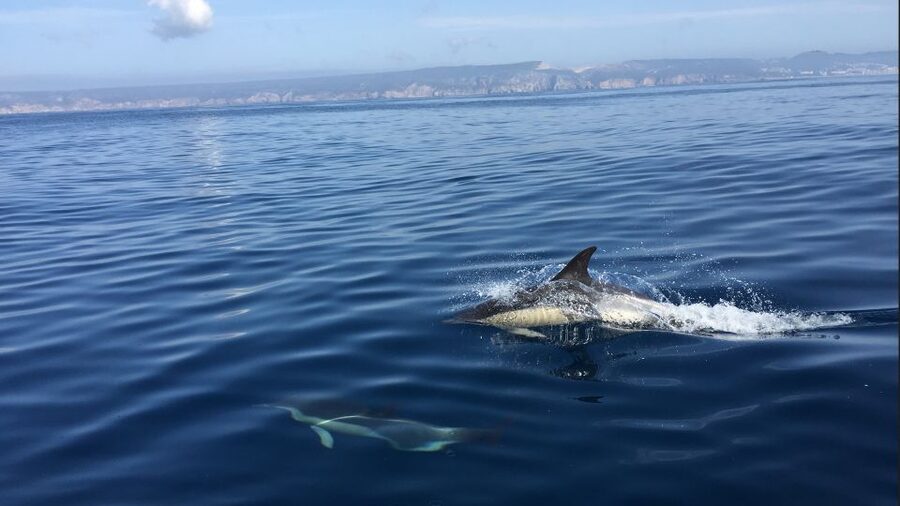 Lisbon: Arrábida Natural Park Dolphin Watching Boat Tour - Setting out on Arrábida’s calm sea