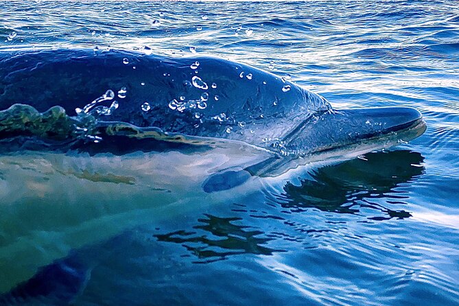 Lisbon: Dolphin Watching with Marine Biologist - Small Group - Why the dolphin search is worth your time