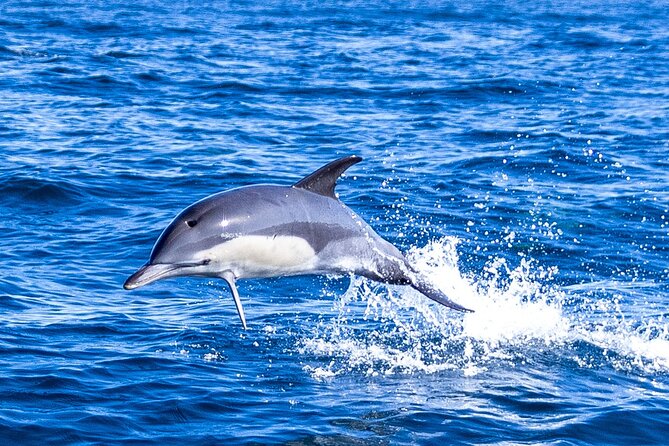 Lisbon: Dolphin Watching with Marine Biologist - Small Group - A marine biologist changes the tone