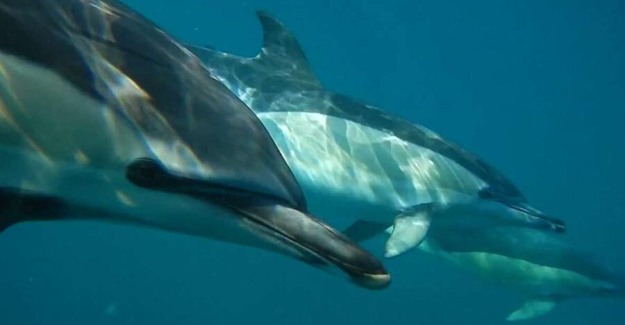 Lisbon: Dolphin Watching with Marine Biologist - Starting under Lisbon’s red bridge