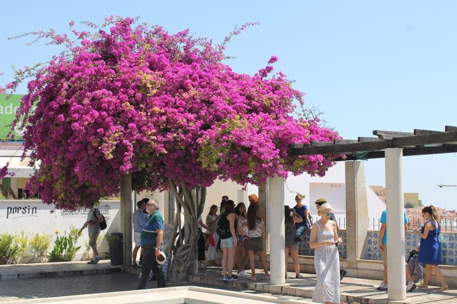 Lisbon: Full-Day Private Walking Sightseeing Tour - Lisbon Cathedral and the city’s early layers