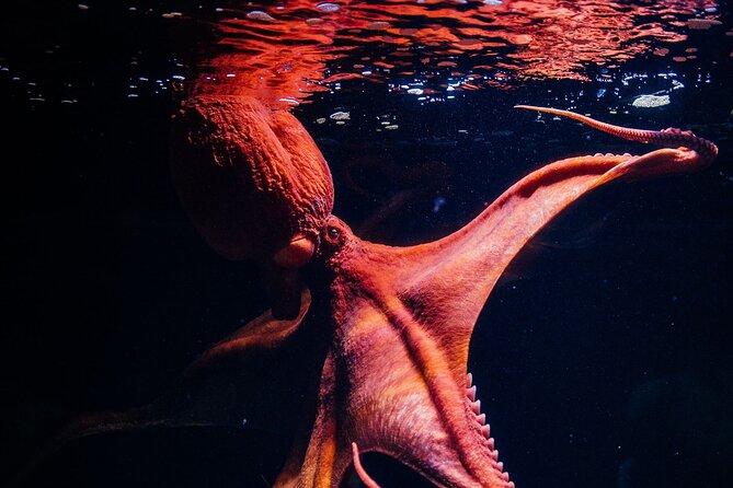 Lisbon Oceanario: Aquarium Entrance Ticket - Submerged Universe and the role of digital displays