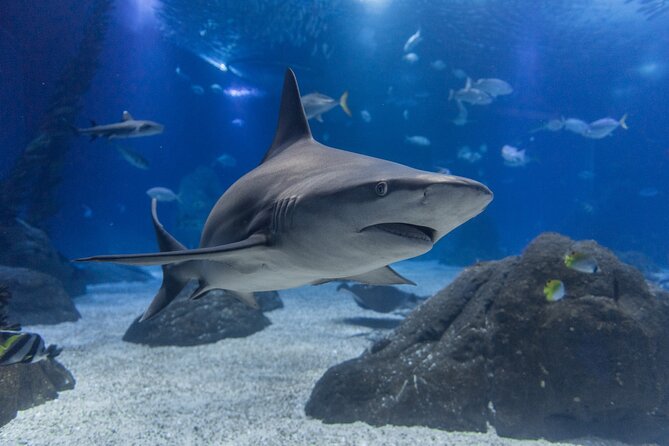 Lisbon Oceanario: Aquarium Entrance Ticket - Getting there and planning around the visit