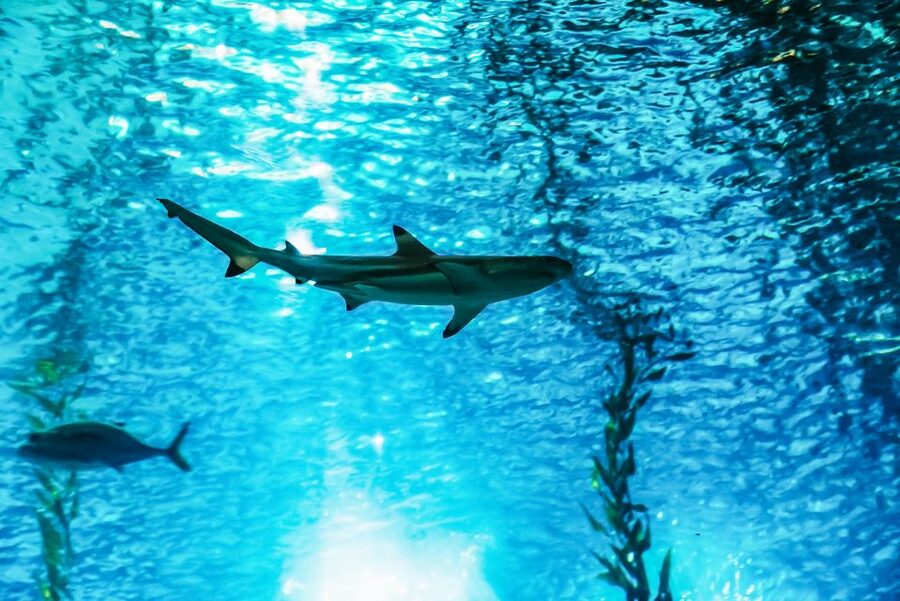 Lisbon: Oceanário de Lisboa Entrance Ticket - Four oceans, four different moods