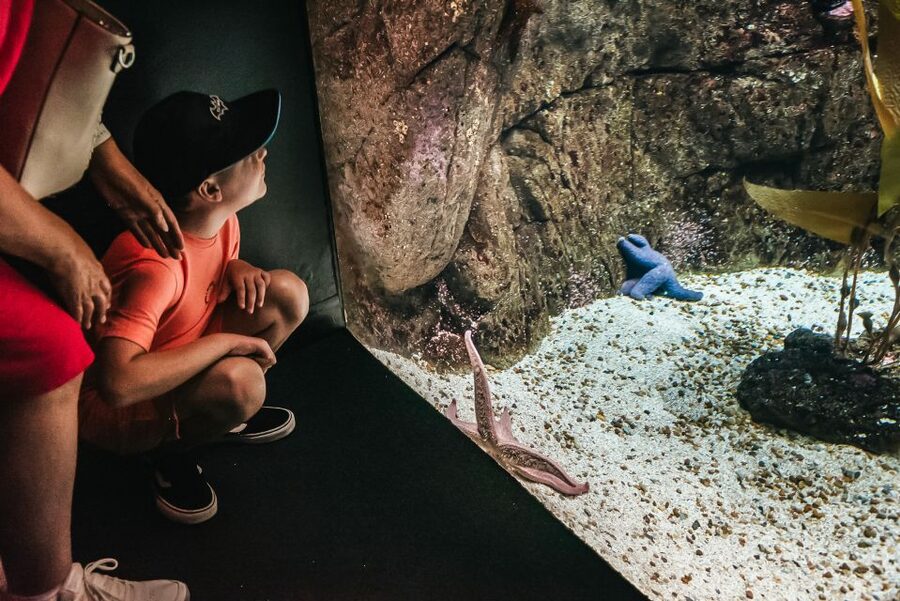 Lisbon: Oceanário de Lisboa Entrance Ticket - The temporary exhibits add value to a one-day ticket