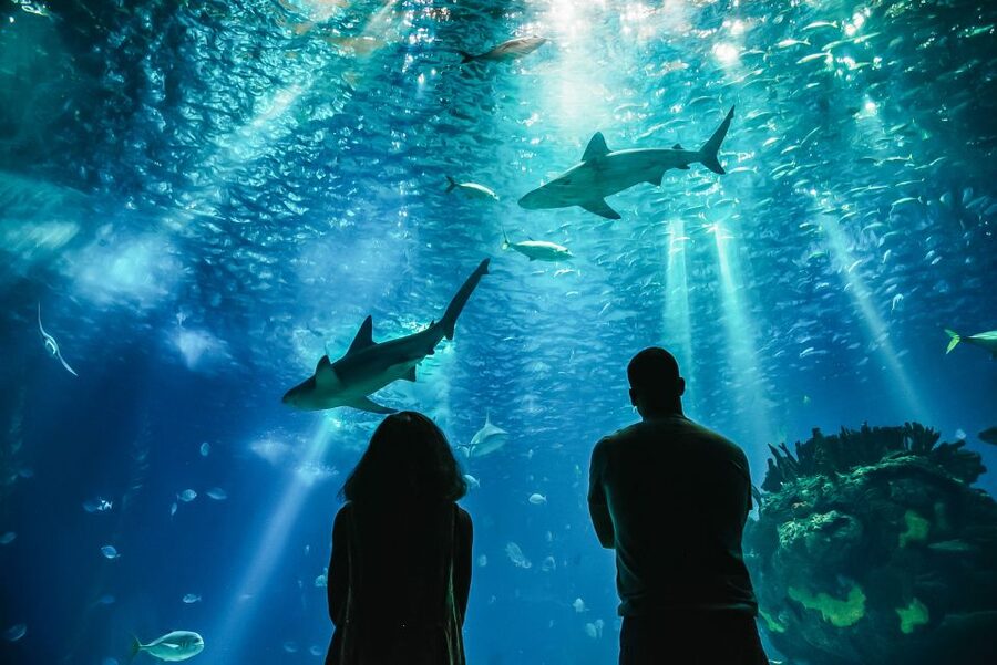 Lisbon: Oceanário de Lisboa Entrance Ticket - Should you choose a guided tour?