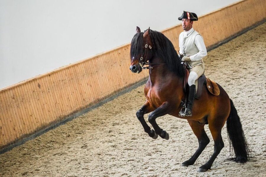 Lisbon: Portuguese Riding School Trainig with Lusitano Horse - Seeing the work behind the Portuguese School