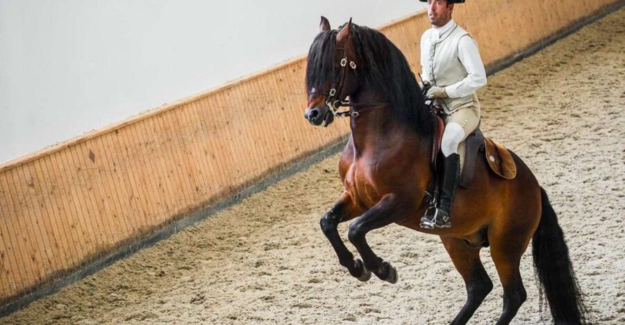 Lisbon: Portuguese Riding School Trainig with Lusitano Horse - Is $17 a fair price?