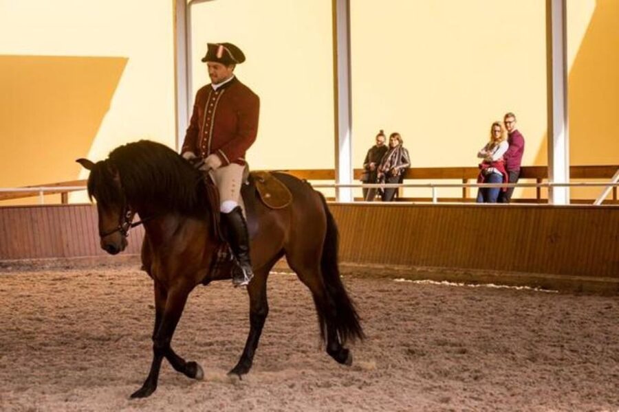 Lisbon: Portuguese Riding School Trainig with Lusitano Horse - My recommendation