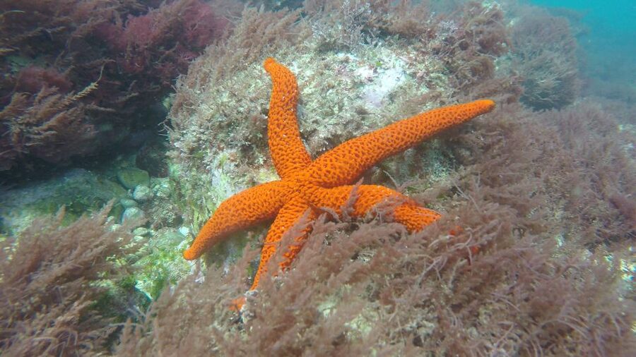 Lisbon: Snorkelling in Sesimbra/Arrábida Natural Park - How much value do you get for $70?