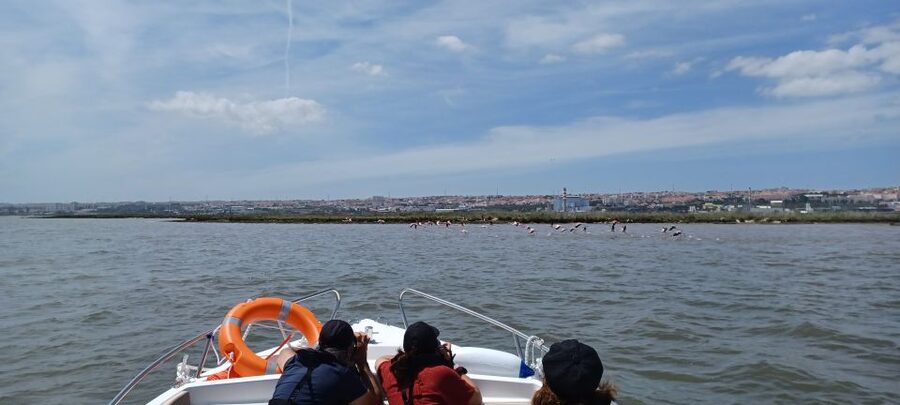 Lisbon: Tagus Estuary Nature Reserve Birdwatching Boat Tour - Why the Tagus Estuary is worth three hours