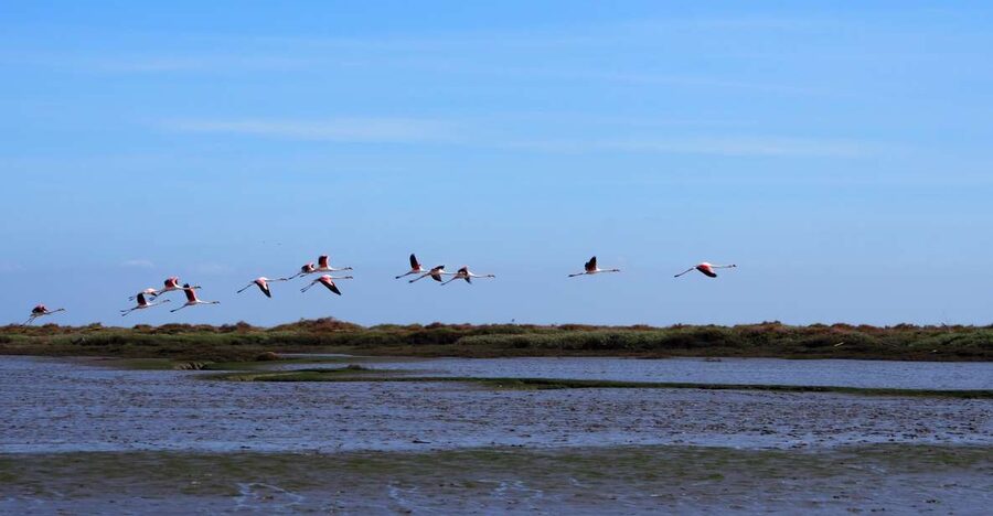 Lisbon: Tagus Estuary Nature Reserve Birdwatching Boat Tour - Parque das Nações and the first views