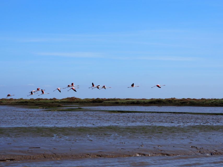 Lisbon: Tagus Estuary Nature Reserve Birdwatching Boat Tour - Starting at Parque das Nações