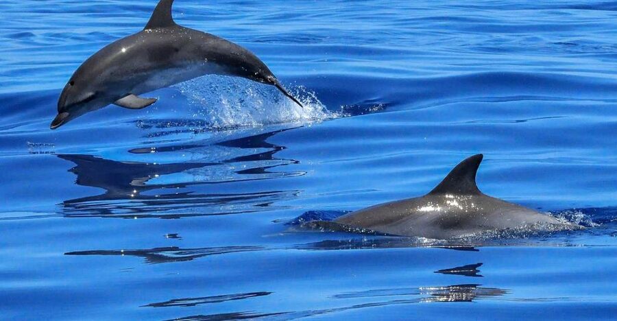 Lisbon: Tagus River Cruise to the Ocean & Dolphin Watching - Fort Bugio and the beaches along the river mouth
