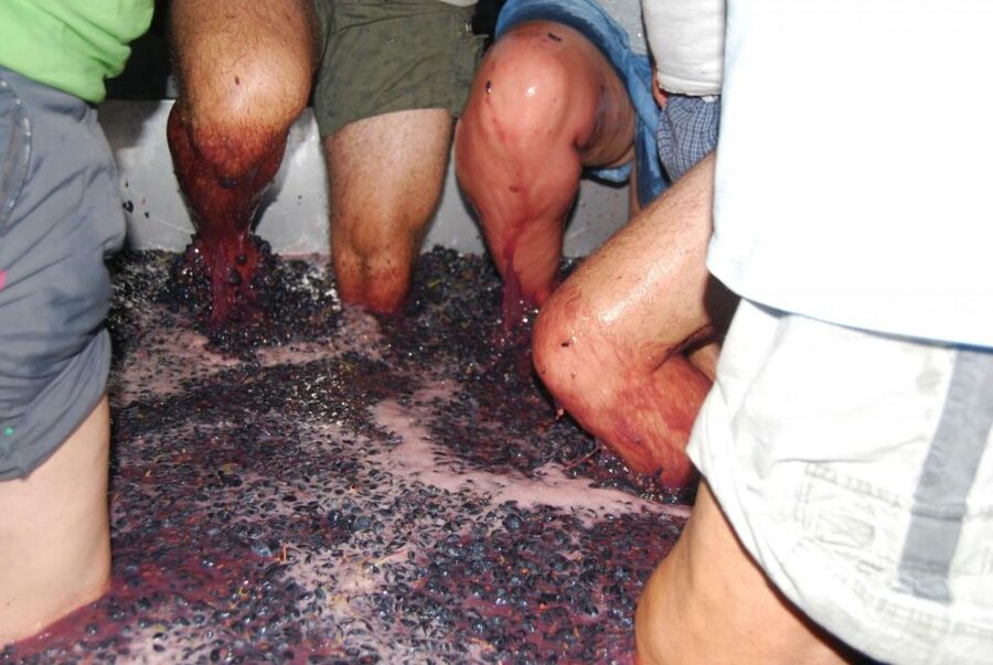 Loulé: Quinta da Tôr Winery Guided Tour and Wine Tasting - Seven grape varieties and Algarve wine