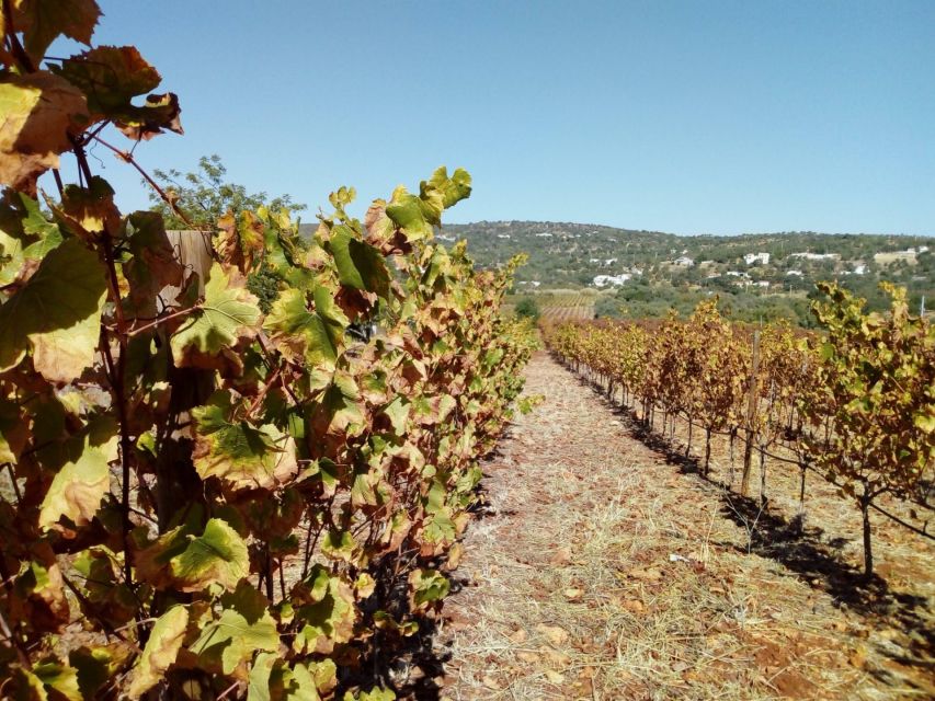 Loulé: Quinta da Tôr Winery Guided Tour and Wine Tasting - Bread, olive oil, and optional food