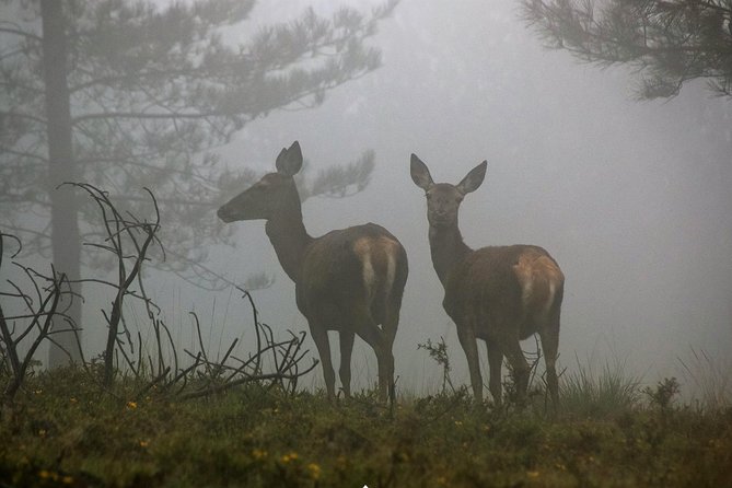 Lousa Mountain Private Tour - Key points to know before you book