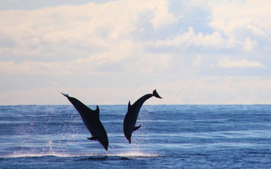 Madeira: 2.5-Hour Whale and Dolphin-Watching Cruise - How to prepare for a better outing