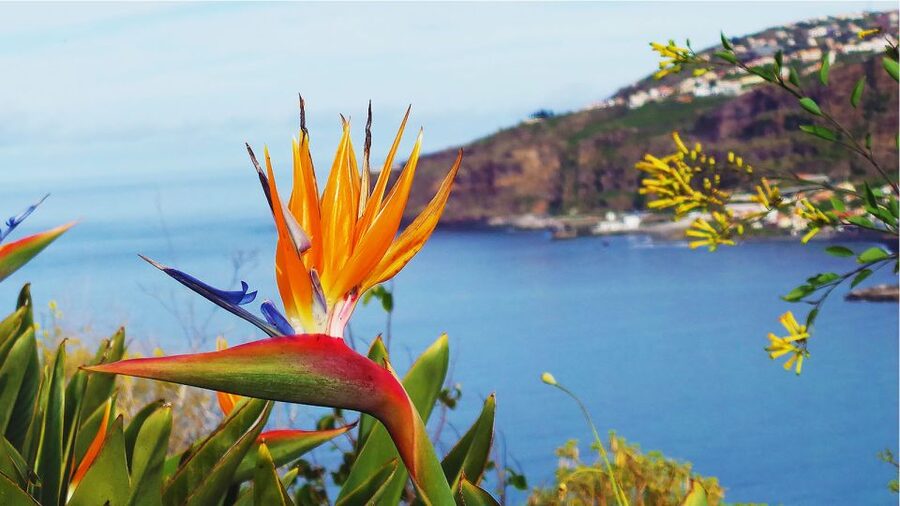 Madeira: Cabo Girao, Jeep Tour Adventure and Wine Tasting - Weather, clothing, and what to bring