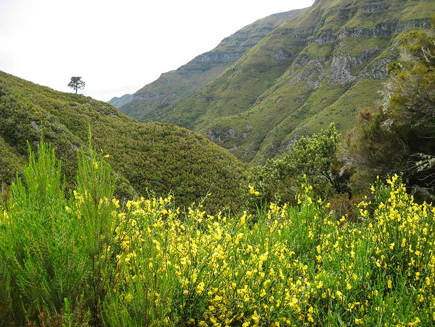 Madeira: Enjoy a Guided Levada Walk in the Rabaçal Valley - Starting above the valley on the levada route