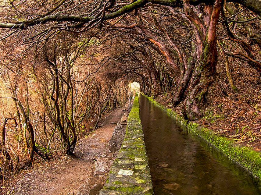 Madeira: Enjoy a Guided Levada Walk in the Rabaçal Valley - Plants, birds, and the value of a good guide
