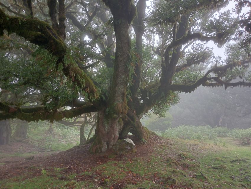 Madeira: Fanal Forest Guided Hiking Tour - Key points at a glance