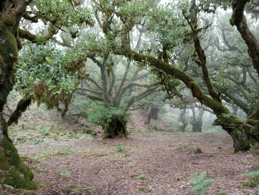 Madeira: Fanal Forest Guided Hiking Tour - The north coast views on the return