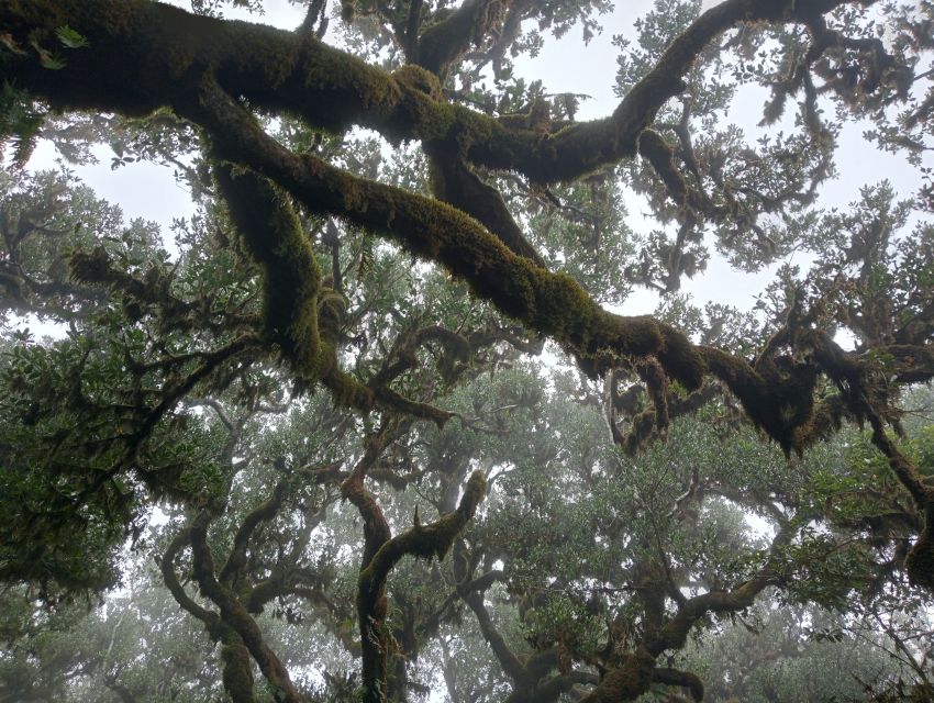 Madeira: Fanal Forest Guided Hiking Tour - The drive from Madeira to the forest