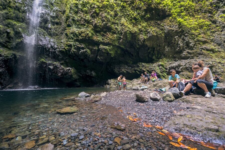 Madeira: Full-Day Laurel Forest Guided Walking Tour - Why this Madeira levada walk is worth your day