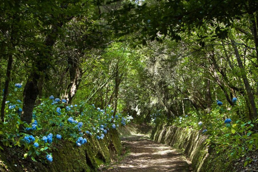 Madeira: Full-Day Laurel Forest Guided Walking Tour - From your hotel to Santana and Queimadas