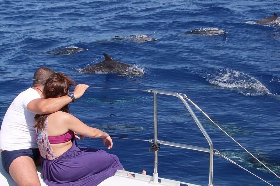 Madeira: Funchal Sunset Tour by Catamaran - Dolphins and whales off Madeira