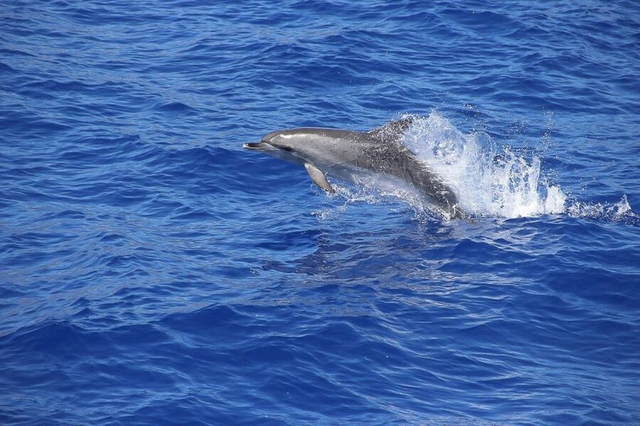 Madeira: Funchal Sunset Tour by Catamaran - Is $47 a fair price?
