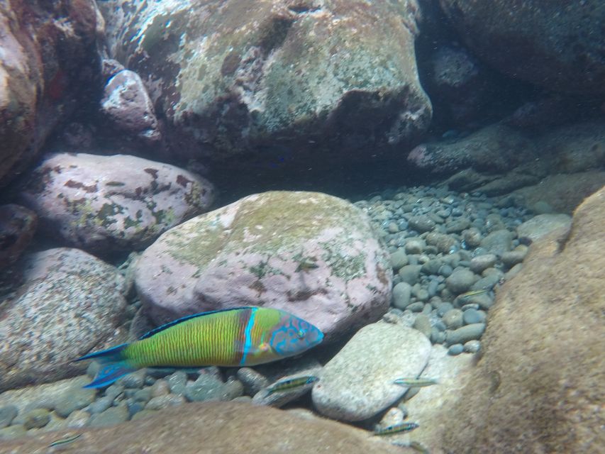 Madeira: Garajau Nature Reserve Kayak and Snorkel Tour - Cliff jumping at the swim stop