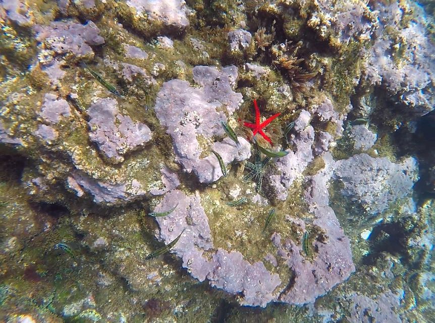 Madeira: Garajau Nature Reserve Kayak and Snorkel Tour - Is $41 good value for three hours?