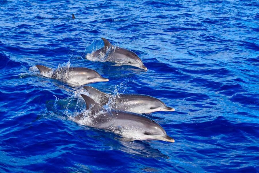 Madeira: Guaranteed Whales or Dolphins Watching Tour - Key points to know before booking