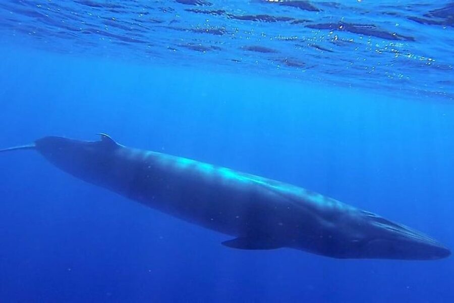 Madeira: Guaranteed Whales or Dolphins Watching Tour - FAQ