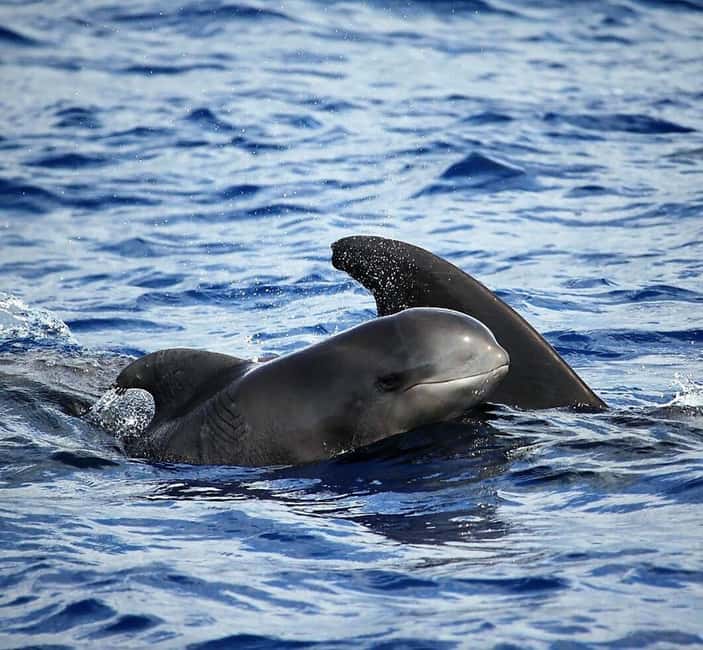 Madeira: Guaranteed Whales or Dolphins Watching Tour - A small boat with a clear view from Funchal