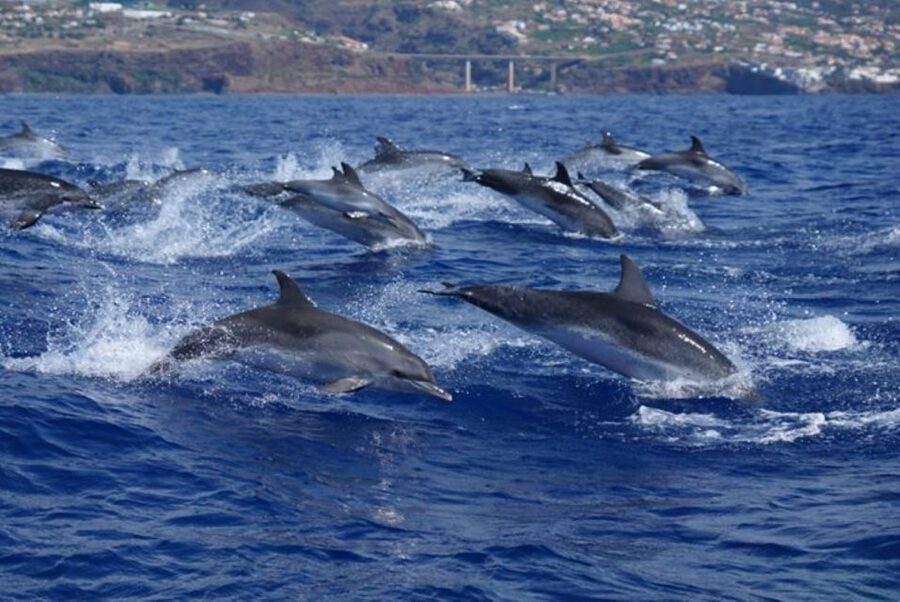 Madeira: Guaranteed Whales or Dolphins Watching Tour - The guides make the difference
