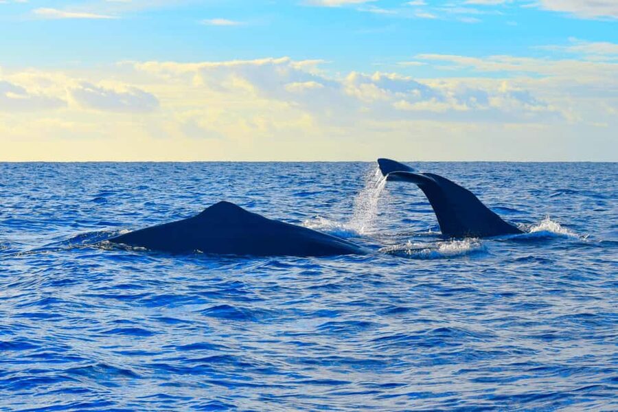 Madeira: Guaranteed Whales or Dolphins Watching Tour - Who should book this boat trip