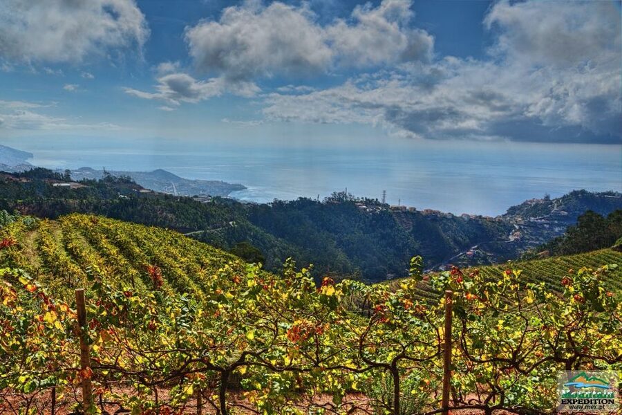 Madeira: Half-Day Nun's Valley and Sea Cliff Tour - Câmara de Lobos and the final coastal views