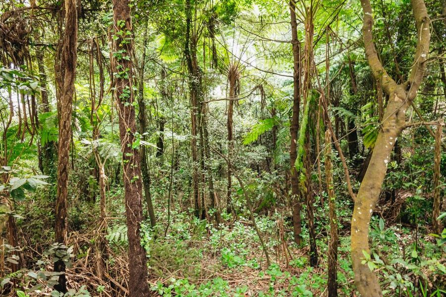 Madeira: Half-Day Pico Arieiro Jeep Tour - Machico, the island’s early landing point